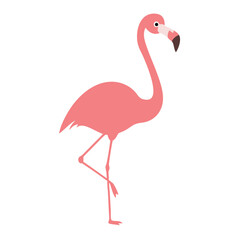 Flamingo: The Elegant Pink Wader