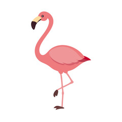 Flamingo: The Elegant Pink Wader