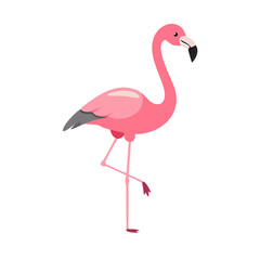 Flamingo: The Elegant Pink Wader