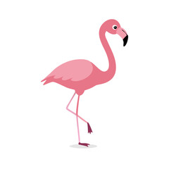 Flamingo: The Elegant Pink Wader