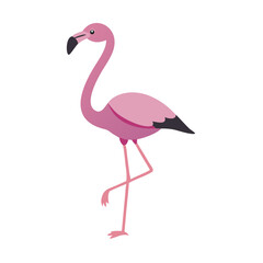 Flamingo: The Elegant Pink Wader