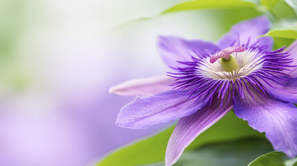 Fototapeta premium vibrant passionflower bloom showcases intricate details and vivid colors, evoking sense of tranquility and beauty
