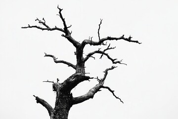 Fototapeta premium A stark, leafless tree silhouette against a white sky, symbolizing resilience and solitude