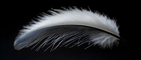 Obraz premium Elegant White Feather Against Black Background