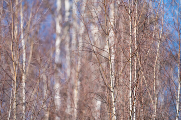 spring forest, birch grove without leaves in April against a blue sky