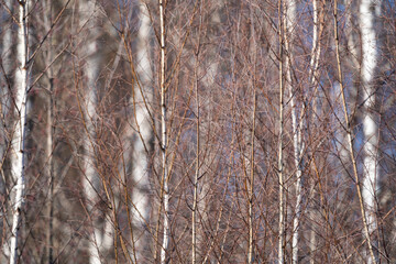 Obraz premium spring forest, birch grove without leaves in April against a blue sky