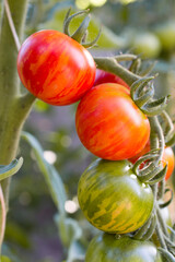 Ripening red tomatoes on a branch close up