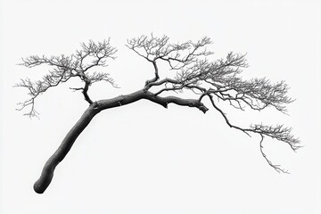 Obraz premium Artistic black and white depiction of a twisted tree branch with intricate details