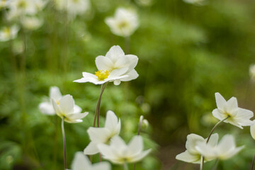 White spring flowers blooming in the garden