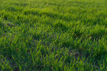 summer landscape, field with green grass and horizon
