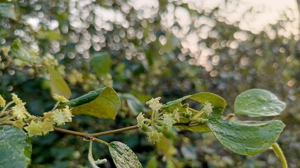 Close-Up of Green Leaves and Small Flowers in Natural Light.