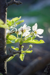 Pear blossoms in the garden close up