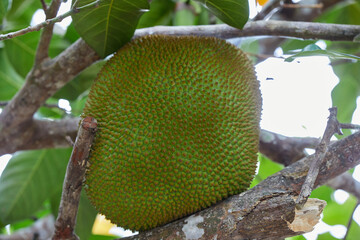 Close-up of unripe Jackfruit growing on tree