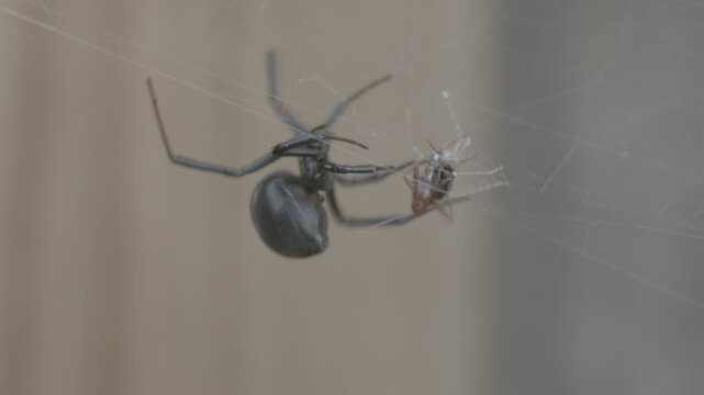A black Widow Catching a Ant
