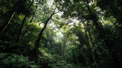 Obraz premium Lush sustainable forests provide life to countless species
