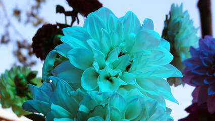 Closeup of beautiful flower with thick white petals