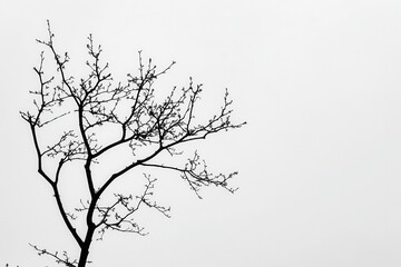 Bare branches of a tree silhouetted against a gray sky, evoking a sense of solitude