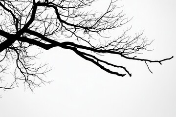 Bare branches of a tree silhouetted against a gray sky, evoking a sense of stillness