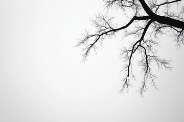 Bare tree branches silhouetted against a foggy sky, evoking a sense of solitude and calm (1)