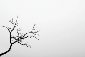 Fototapeta premium Bare tree branches silhouetted against a foggy sky, evoking a sense of solitude and calm