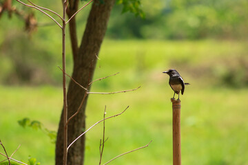 A bird is looking for prey in a tree.