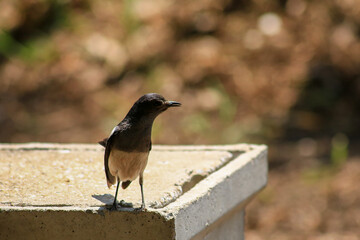 A bird is looking for prey in a tree.