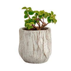 Decorative indoor plant in a textured ceramic pot with lush green leaves, ideal for home decor and interior design projects showcasing natural elements.