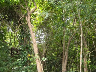 Fototapeta premium Lush Tropical Forest: A vibrant, immersive image of a tropical forest teeming with life. The dense canopy filters sunlight, creating a play of light and shadow.