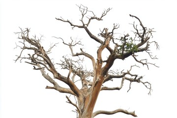 Barren tree with twisted branches standing against a white backdrop, symbolizing resilience