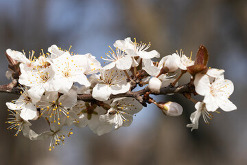Prunus americana. American plum tree. A white flowers