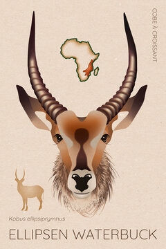 Ellipsen Waterbuck