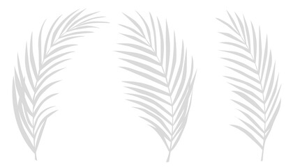 Grey shadow of palm leaves branches on white background.Tropical shadow leaf element for overlay on Mockup Product Presentation for Spring, Summer banner