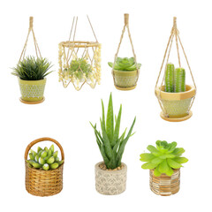 Diverse Collection of Indoor Garden Plants in Stylish Pots with Unique Designs for Home Decor and Natural Ambiance Creation