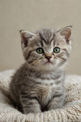 Image is a high-resolution photograph featuring a Scottish Fold kitten with distinctive folded ears, lying on a white surface. 