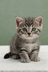 Image is a high-resolution photograph featuring a Scottish Fold kitten with distinctive folded ears, lying on a white surface. 