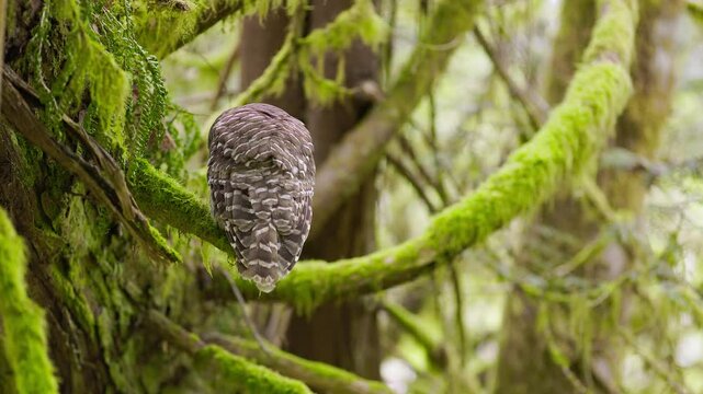 A barred owl briefly closes and reopens its eyes while remaining mostly still on a moss-covered branch, filmed with a fixed lens in a serene forest.