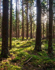 Naklejka premium forest, Custom AI Model