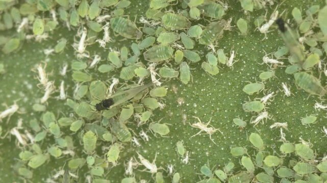 Close up up Aphids