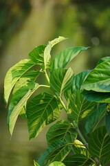 Fresh fig tree leaves portrait with natural background