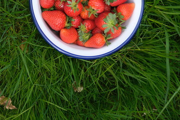 Strawberries in a white unmolded basin against a background of grass, in nature.