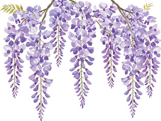 Elegant Wisteria Bloom Watercolor, Hanging Wisteria Flowers Illustration