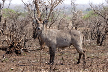 Waterbuck Standing in Charred African Savanna