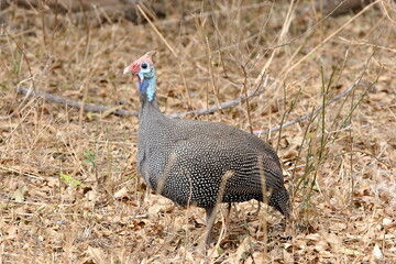 Helmeted Guineafowl Walking on Leafy Ground in Safari Scene