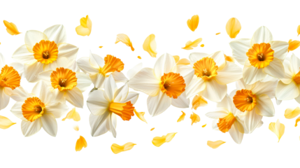 Bunch of white and yellow daffodil blooms and petals, cut out transparent