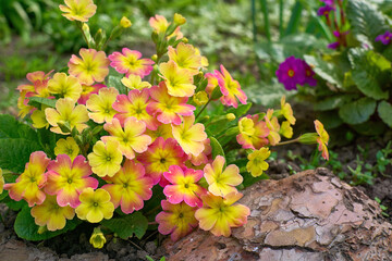 Spring flowers Primrose yellow and pink hues on a decorative flowerbed