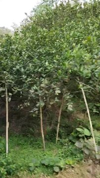 A beautiful nature. Green, trees, river, and jungle. Somewhere in Bangladesh.