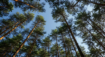 Fototapeta premium Majestic Trees Reaching Skyward in Serene Forest Landscape