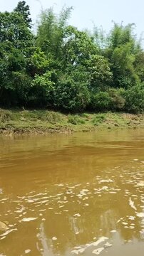 A beautiful nature. Green, trees, river, and jungle. Somewhere in Bangladesh.