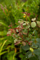 a young rose bush is red-green without flowering.