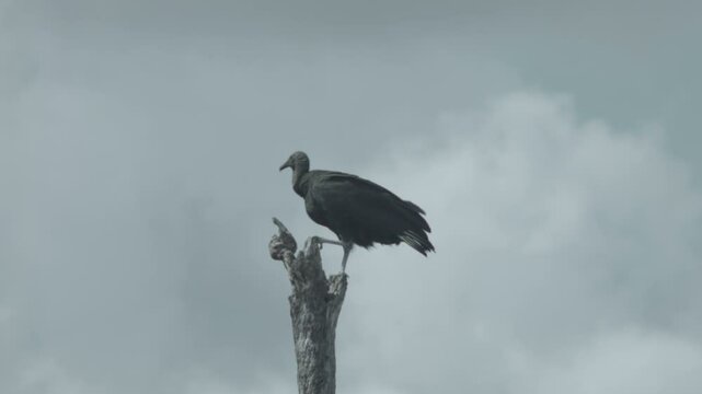 A Turkey Volture Perched on a Dead Tree